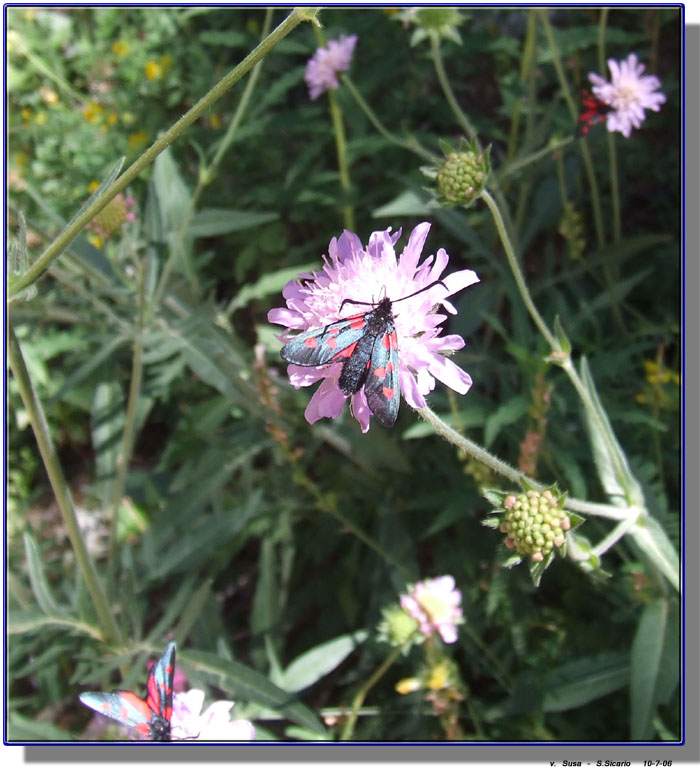 Zygaena lonicerae